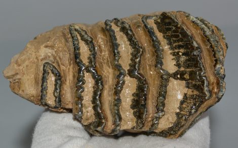 Elephas antiquus fog (622 gramm)