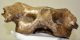 Rhinoceros partial atlas vertebra (261 mm) SOLD (PA) 01