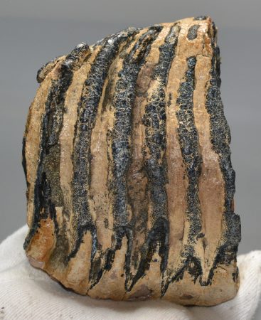 Mammuthus primigenius részleges fog (1218 gramm)