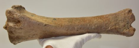 Equus sp. tibia csont (402 mm) ló sípcsont Equus sp. tibia csont (402 mm) ló sípcsont