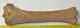 Equus sp. tibia csont (402 mm) ló sípcsont Equus sp. tibia csont (402 mm) ló sípcsont