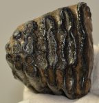 Mammuthus meridionalis részleges fog (583 gramm)