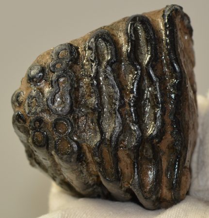 Mammuthus meridionalis részleges fog (583 gramm)