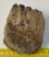 Mammuthus meridionalis részleges fog (583 gramm)