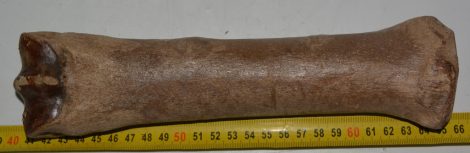 Equus sp. metacarpus bone (250 mm)