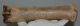 Equus sp. metacarpus bone (250 mm)