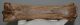 Equus sp. metacarpus bone (250 mm)