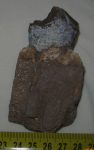 Lophiodon Lautricense nevű óriástapír állkapocs darab