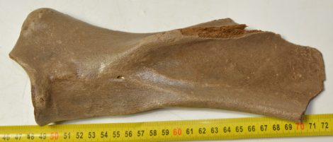 Equus sp. részleges lapocka csont 