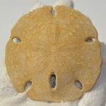 Encope californicus tengerisün kövület