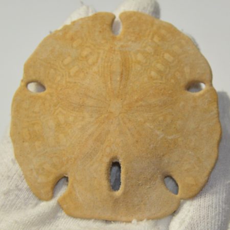 Encope californicus from Mexico Melitella californicus