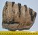 Mammuthus meridionalis részleges fog (1525 gramm)
