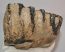 Mammuthus meridionalis részleges fog (1525 gramm)