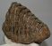 Mammuthus primigenius részleges fog (1872 gramm)