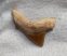 Galeorhinus mesetaensis tooth on a pathological Otodus obliquus shark tooth