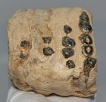 Mammuthus cf. meridionalis részleges fog (1807 gramm)