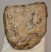 Mammuthus meridionalis részleges fog (1346 gramm)