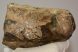 Mammuthus meridionalis részleges fog (1346 gramm)