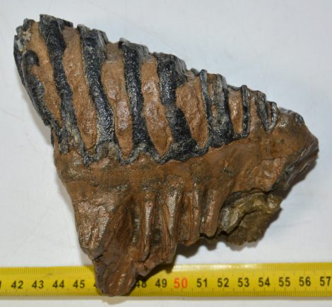 Mammuthus meridionalis tooth (1209 grams) Southern Mammoth