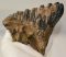 Mammuthus meridionalis tooth (1209 grams) Southern Mammoth