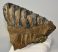 Mammuthus meridionalis tooth (1209 grams) Southern Mammoth