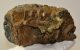 Mammuthus meridionalis tooth (1209 grams) Southern Mammoth