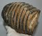 Mammuthus meridionalis részleges fog (2836 gramm)