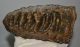 Mammuthus meridionalis részleges fog (2836 gramm) ELFOGYOTT (R) 05