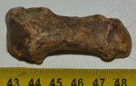 Ursus spelaeus metapodium csont (60,6 mm)