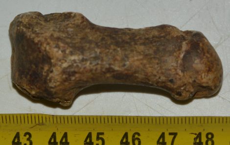 Ursus spelaeus metapodium csont (60,6 mm) Ursus spelaeus metapodium csont (60,6 mm)