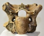  Bison sp. partial cervical vertebra bone (662 grams)