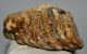Mammuthus primigenius részleges fog (925 gramm)