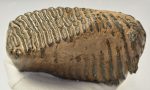 Mammuthus primigenius tooth (1478 grams) Woolly Mammoth