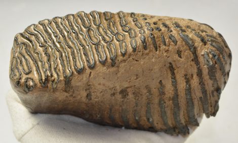 Mammuthus primigenius tooth (1478 grams) Woolly Mammoth
