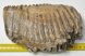 Mammuthus primigenius tooth (1478 grams) Woolly Mammoth