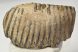 Mammuthus primigenius tooth (1478 grams) Woolly Mammoth