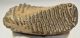 Mammuthus primigenius tooth (1478 grams) Woolly Mammoth