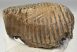 Mammuthus primigenius tooth (1478 grams) Woolly Mammoth