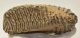 Mammuthus primigenius tooth (1478 grams) Woolly Mammoth
