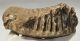 Mammuthus primigenius tooth (1478 grams) Woolly Mammoth