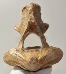Woolly Rhino axis vertebra Coelodonta antiquitatis