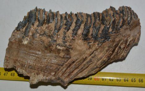 Mammuthus primigenius részleges fog (961 gramm)