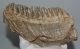 Mammuthus primigenius részleges fog (961 gramm)