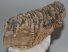 Mammuthus primigenius részleges fog (961 gramm)