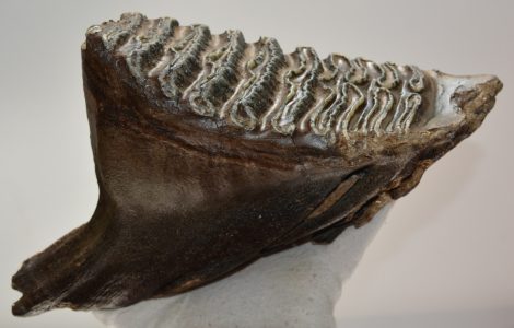 Mammuthus primigenius tooth (2077 grams) Woolly Mammoth