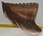 Mammuthus primigenius tooth (2077 grams) Woolly Mammoth