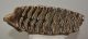 Mammuthus primigenius tooth (2077 grams) Woolly Mammoth