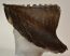 Mammuthus primigenius tooth (2077 grams) Woolly Mammoth