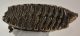 Mammuthus primigenius tooth (2077 grams) Woolly Mammoth