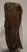 Mammuthus primigenius tooth (2077 grams) Woolly Mammoth